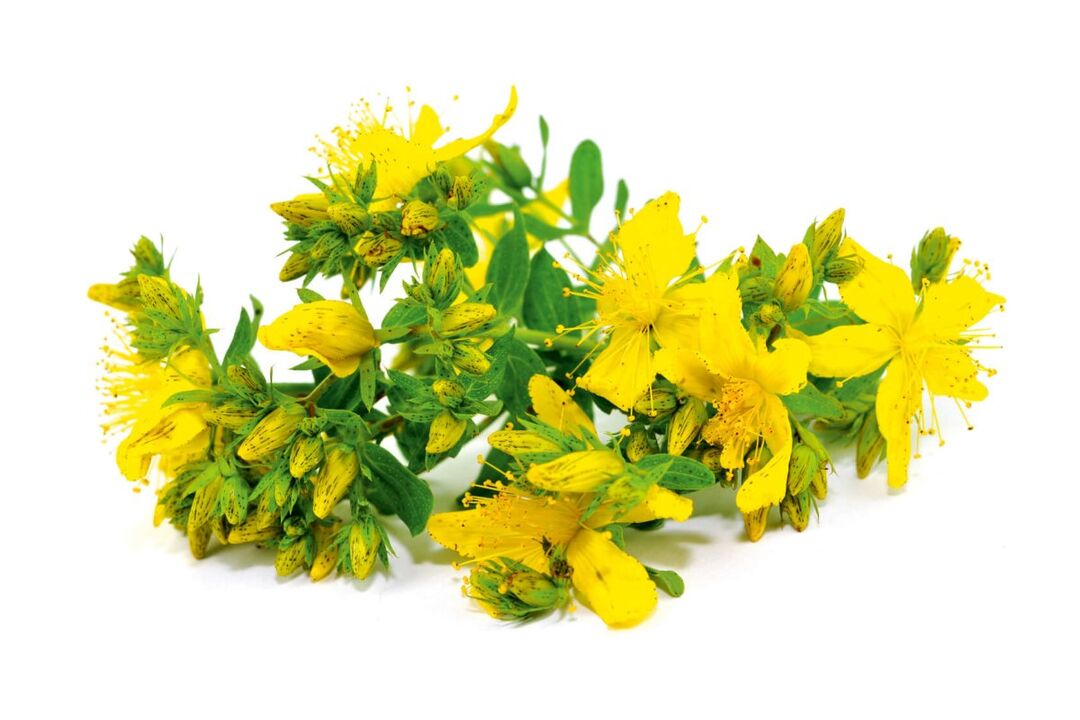 St. John's Spice in the Spray Zxcvbnmqwert